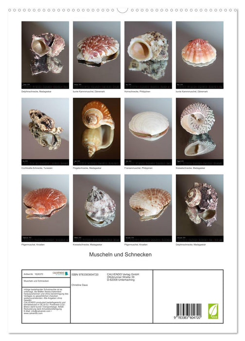 Coquillages et escargots (Calendrier mural CALVENDO Premium 2024) 