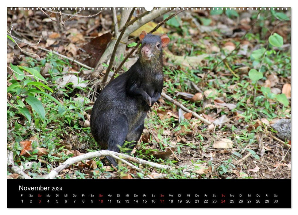 Trinité-et-Tobago (Calendrier mural CALVENDO 2024) 