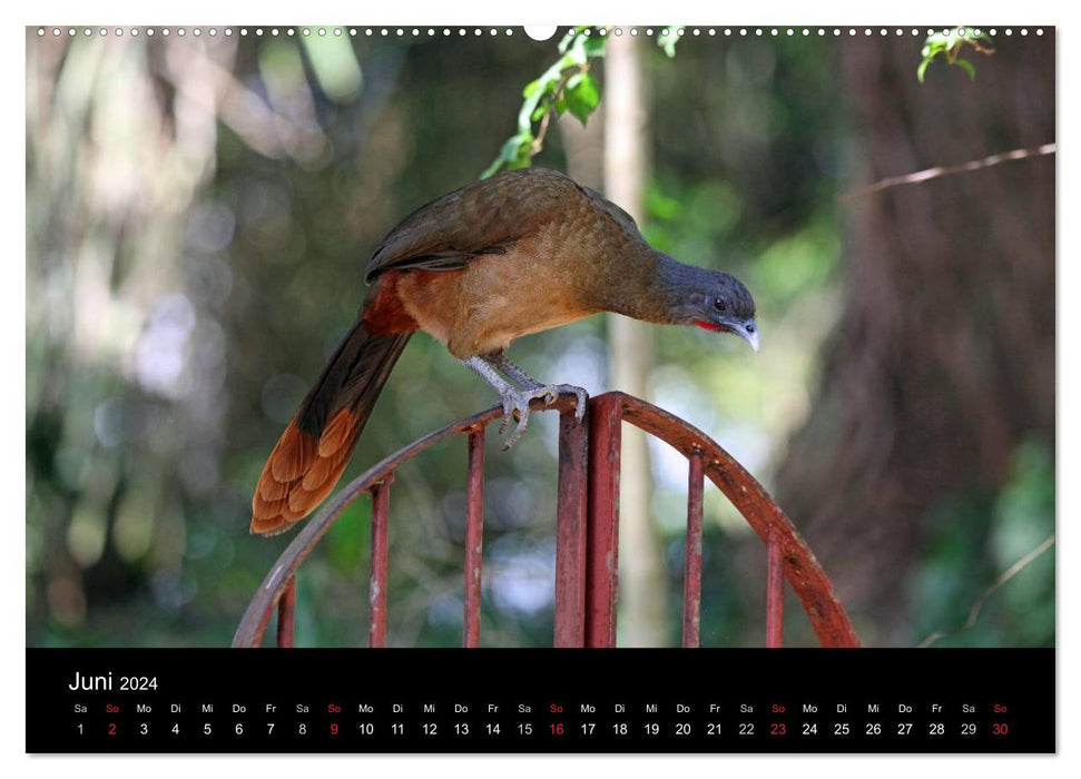 Trinité-et-Tobago (Calendrier mural CALVENDO 2024) 