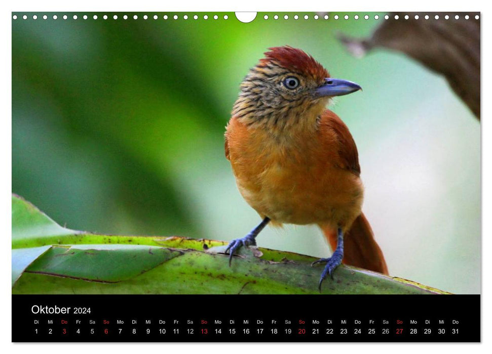 Oiseaux de Trinité-et-Tobago (calendrier mural CALVENDO 2024) 