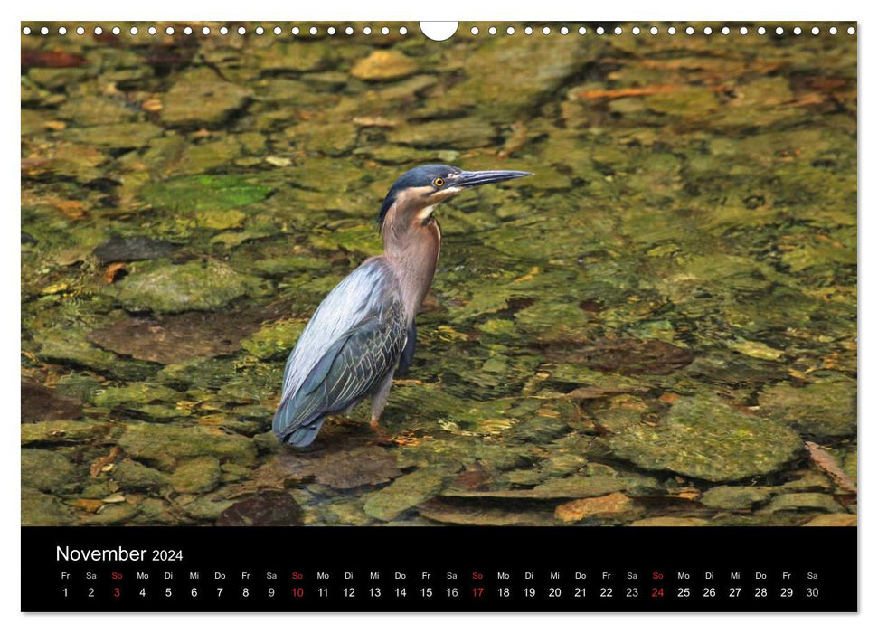 Vögel auf Trinidad und Tobago (CALVENDO Wandkalender 2024)