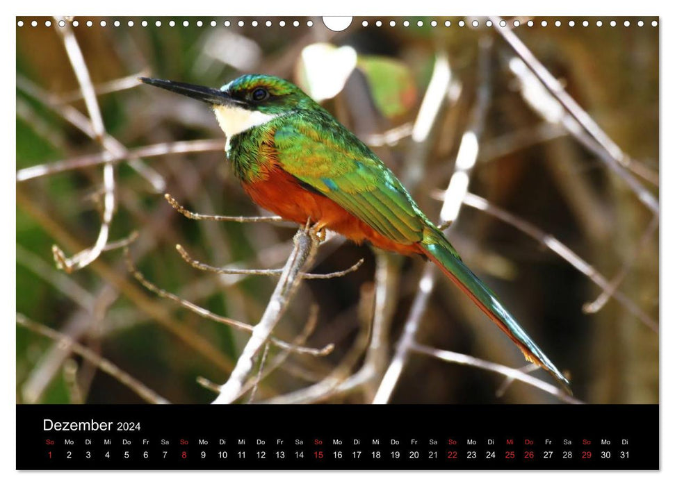 Vögel auf Trinidad und Tobago (CALVENDO Wandkalender 2024)
