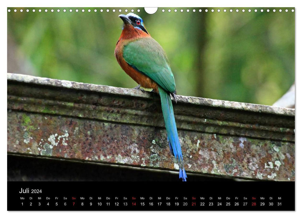Oiseaux de Trinité-et-Tobago (calendrier mural CALVENDO 2024) 