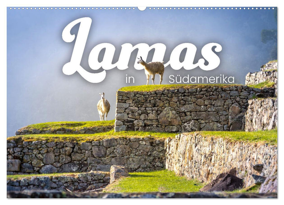 Lamas en Amérique du Sud (Calendrier mural CALVENDO 2024) 