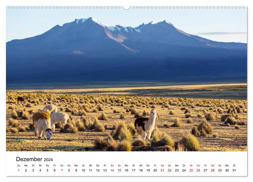 Lamas in Südamerika (CALVENDO Wandkalender 2024)