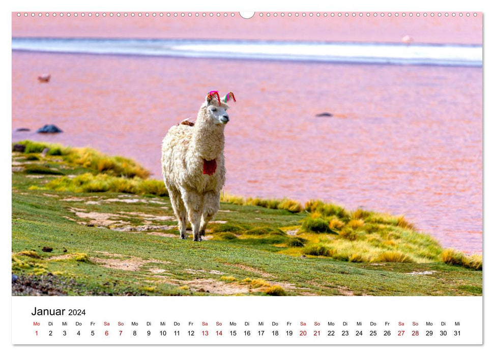 Lamas en Amérique du Sud (Calendrier mural CALVENDO 2024) 