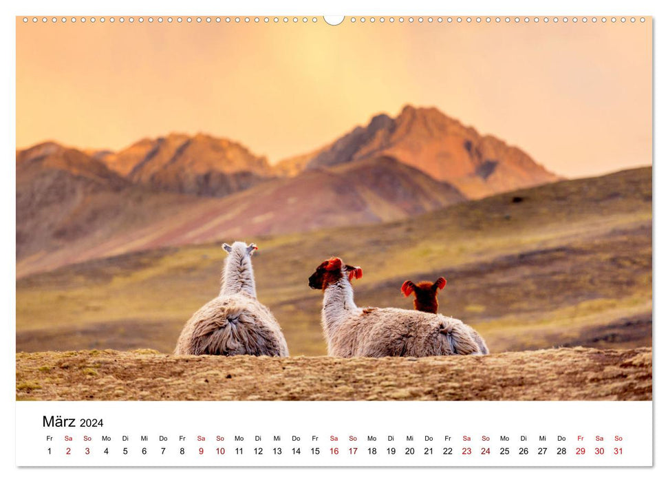 Lamas en Amérique du Sud (Calendrier mural CALVENDO 2024) 