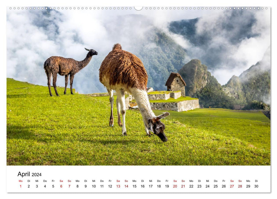 Lamas en Amérique du Sud (Calendrier mural CALVENDO 2024) 