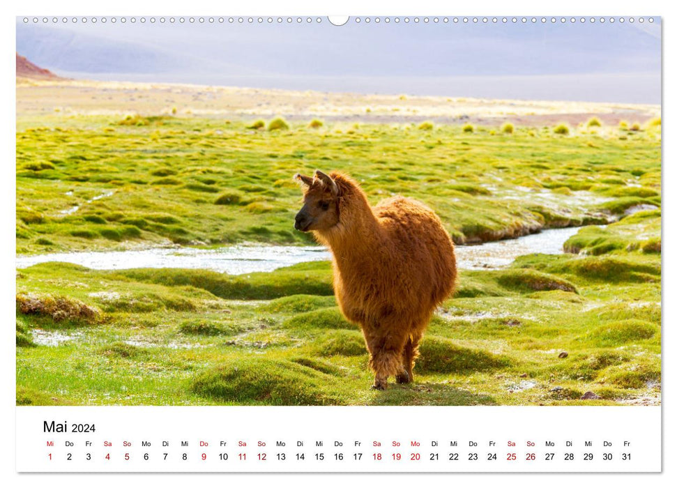 Lamas en Amérique du Sud (Calendrier mural CALVENDO 2024) 