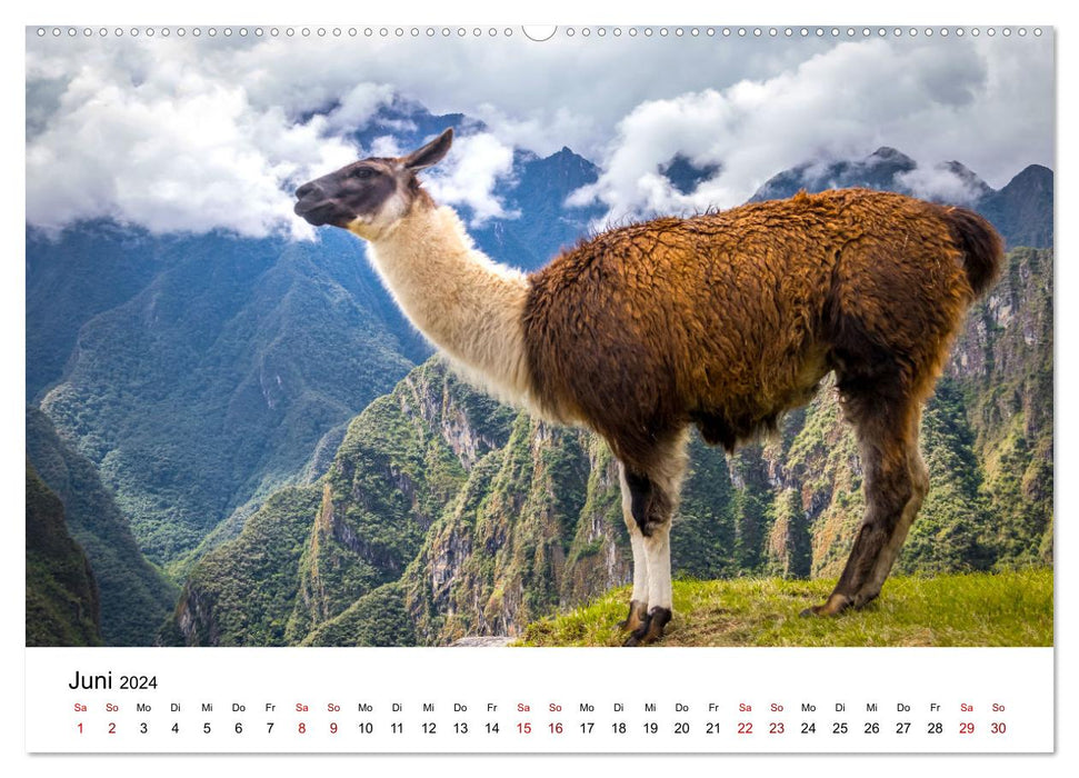 Lamas en Amérique du Sud (Calendrier mural CALVENDO 2024) 