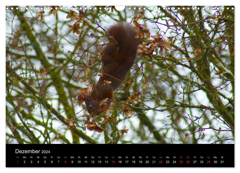 Eichhörnchen - Kleine Kobolde (CALVENDO Wandkalender 2024)