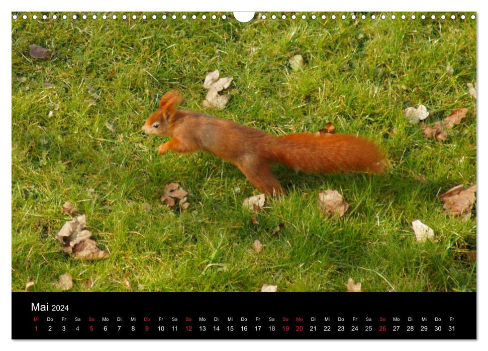 Eichhörnchen - Kleine Kobolde (CALVENDO Wandkalender 2024)