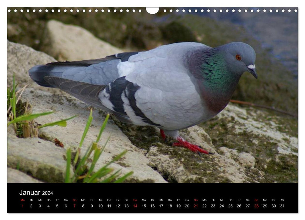 Pigeons dans la ville (Calendrier mural CALVENDO 2024) 