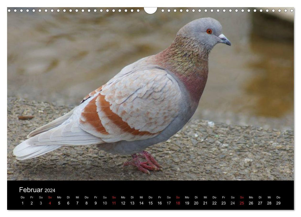 Tauben in der Stadt (CALVENDO Wandkalender 2024)