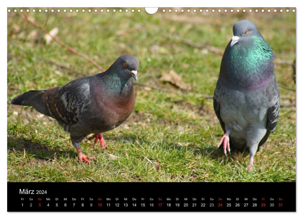 Tauben in der Stadt (CALVENDO Wandkalender 2024)