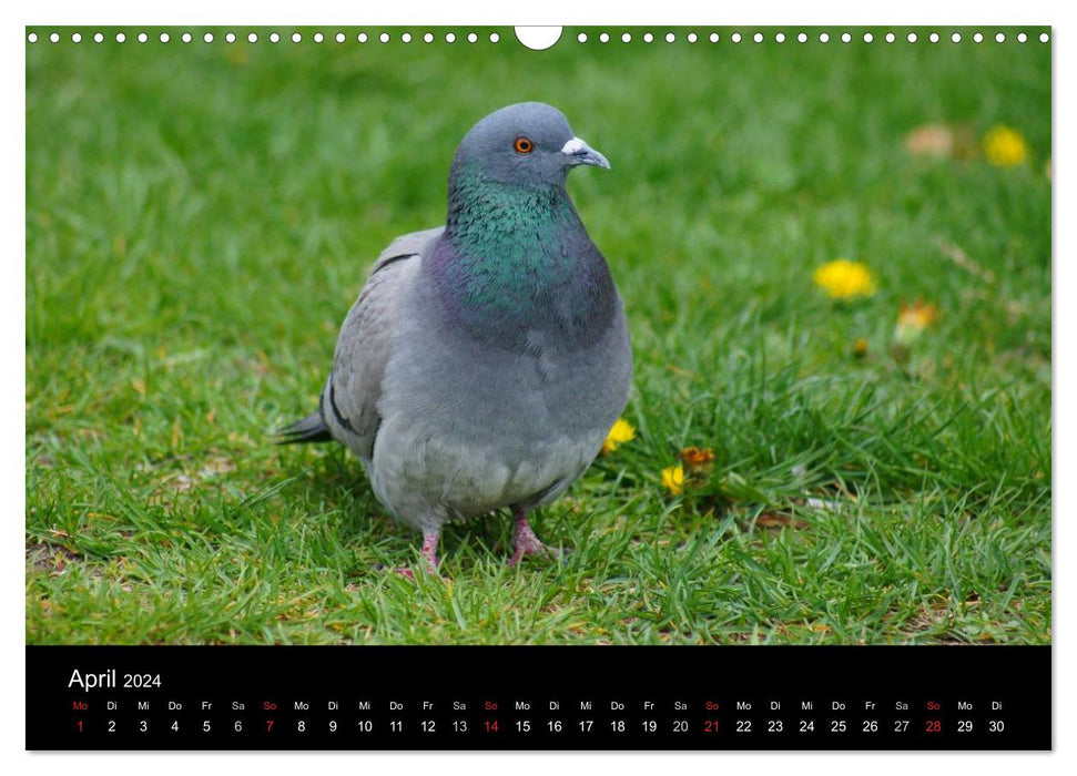 Tauben in der Stadt (CALVENDO Wandkalender 2024)