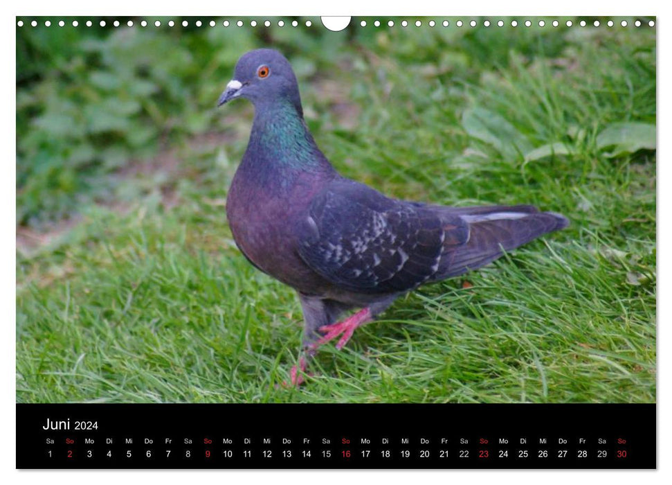 Tauben in der Stadt (CALVENDO Wandkalender 2024)