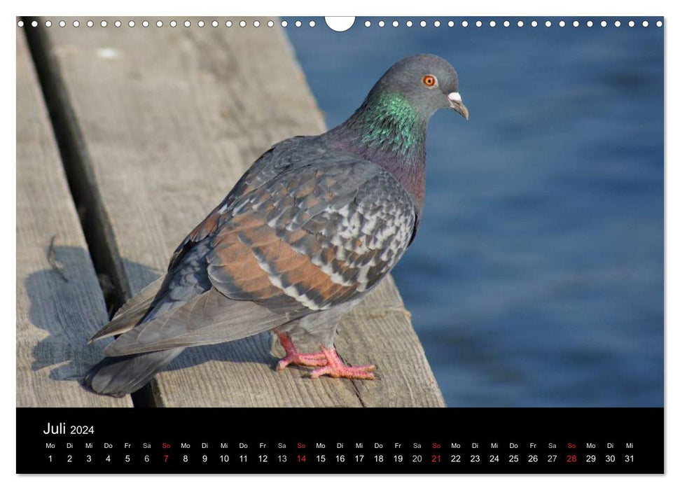 Tauben in der Stadt (CALVENDO Wandkalender 2024)