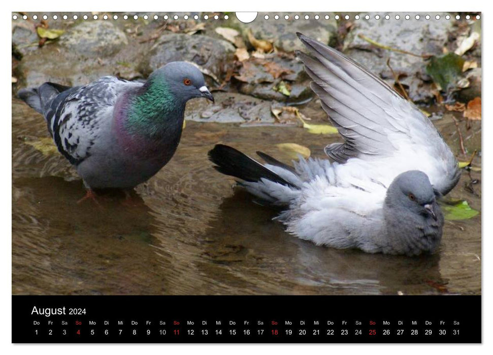 Tauben in der Stadt (CALVENDO Wandkalender 2024)