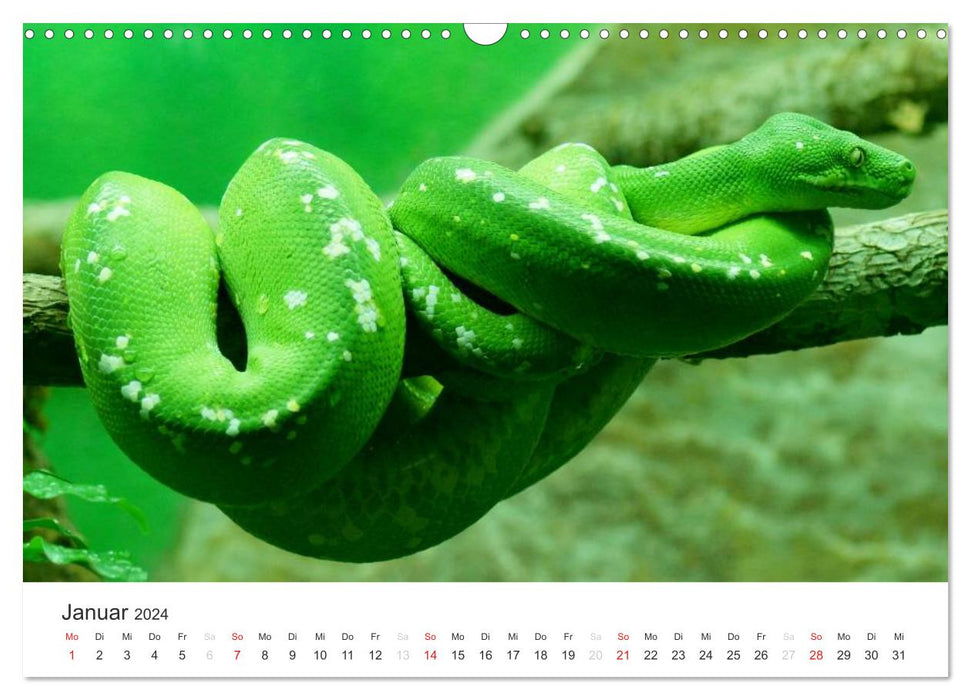 Das Leben der Reptilien (CALVENDO Wandkalender 2024)