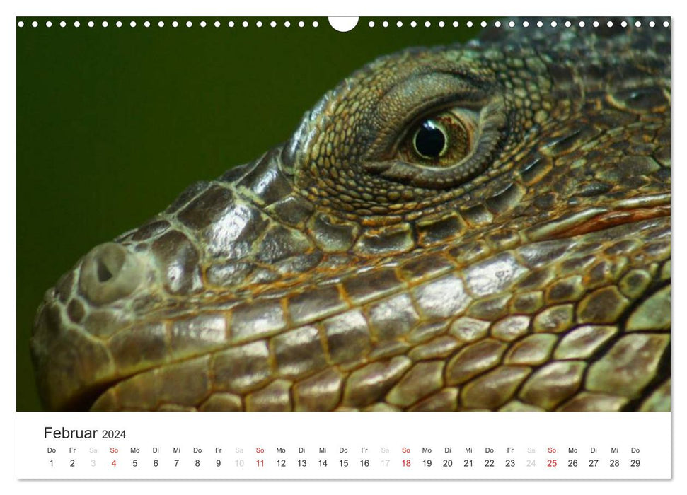 Das Leben der Reptilien (CALVENDO Wandkalender 2024)