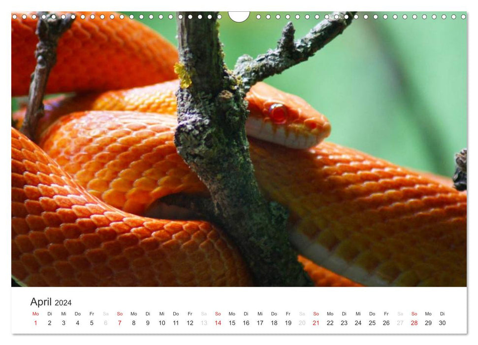 Das Leben der Reptilien (CALVENDO Wandkalender 2024)