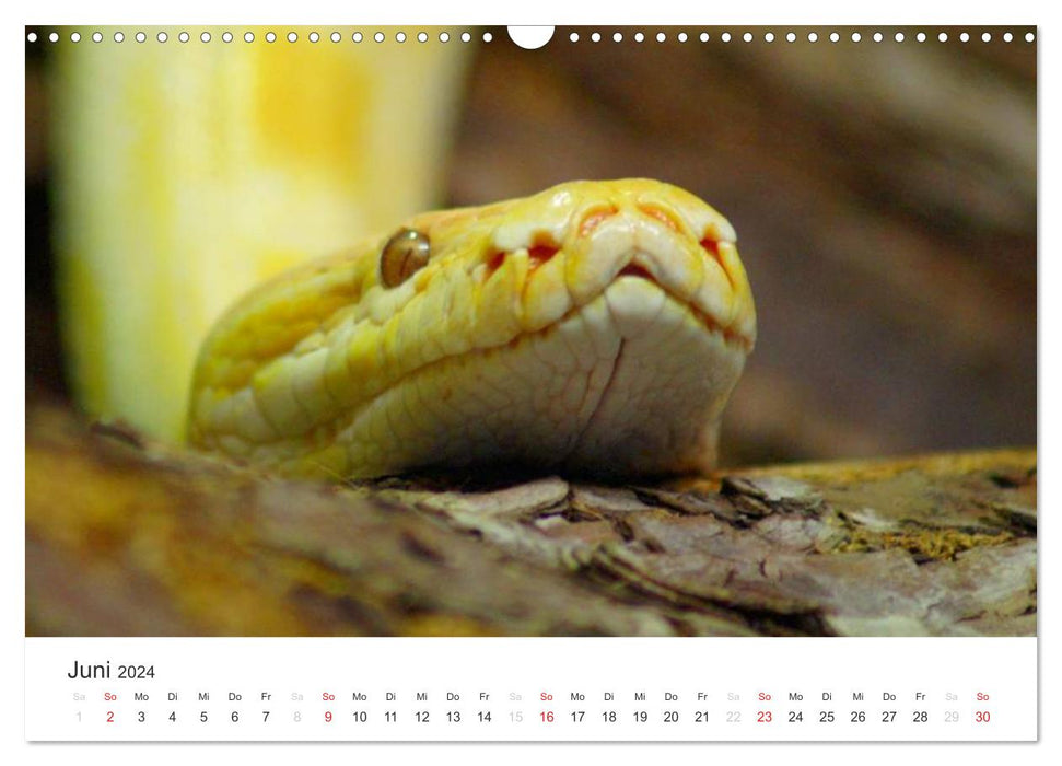 Das Leben der Reptilien (CALVENDO Wandkalender 2024)