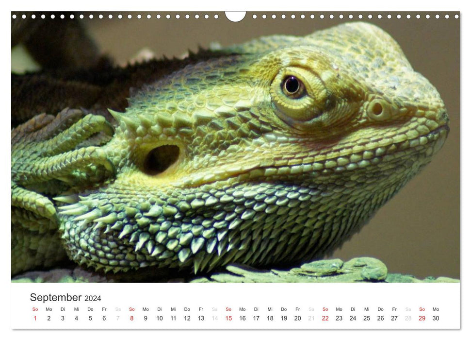 Das Leben der Reptilien (CALVENDO Wandkalender 2024)