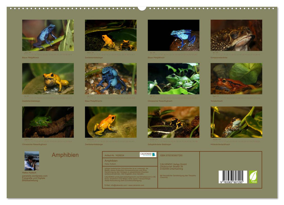 Amphibien (CALVENDO Premium Wandkalender 2024)