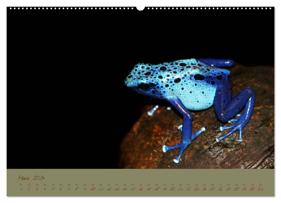 Amphibien (CALVENDO Premium Wandkalender 2024)