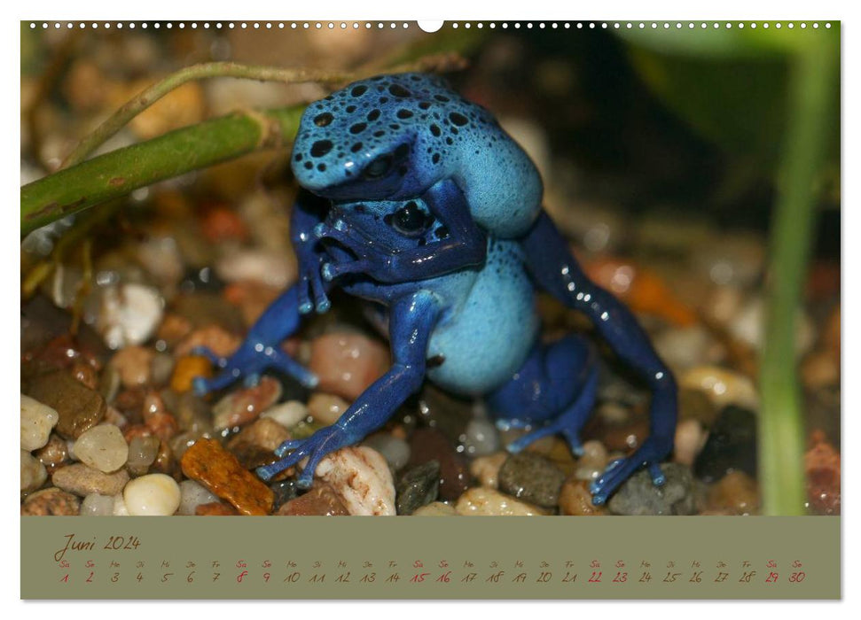 Amphibien (CALVENDO Premium Wandkalender 2024)