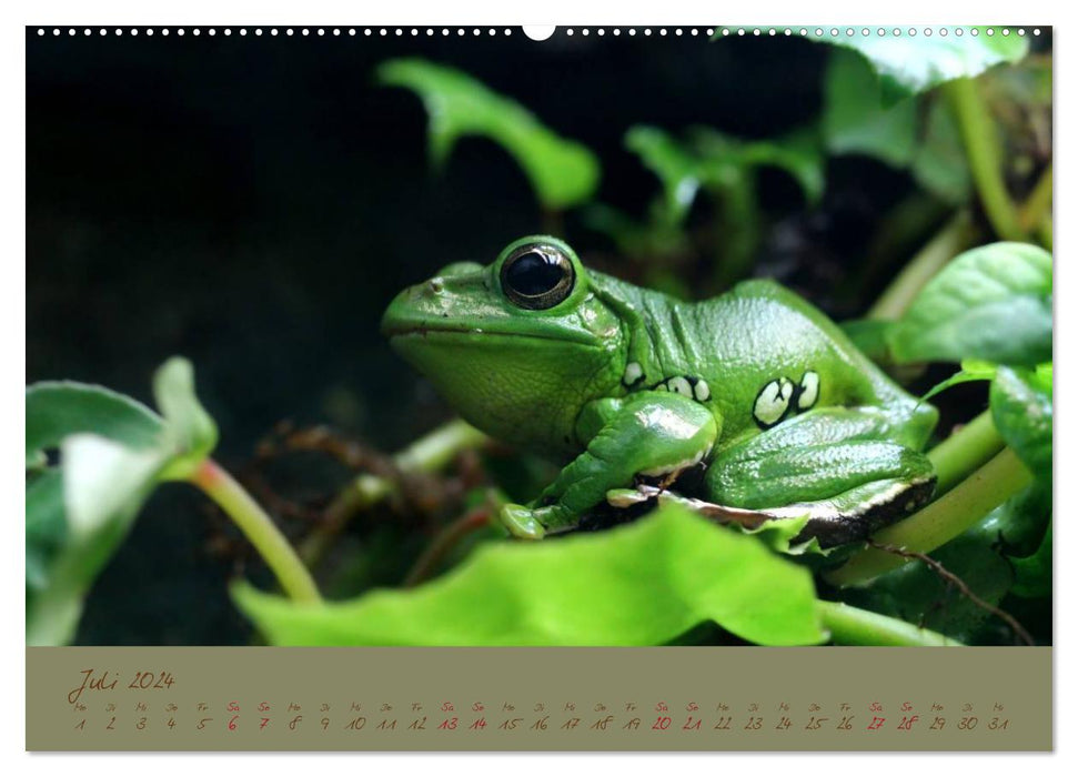 Amphibien (CALVENDO Premium Wandkalender 2024)