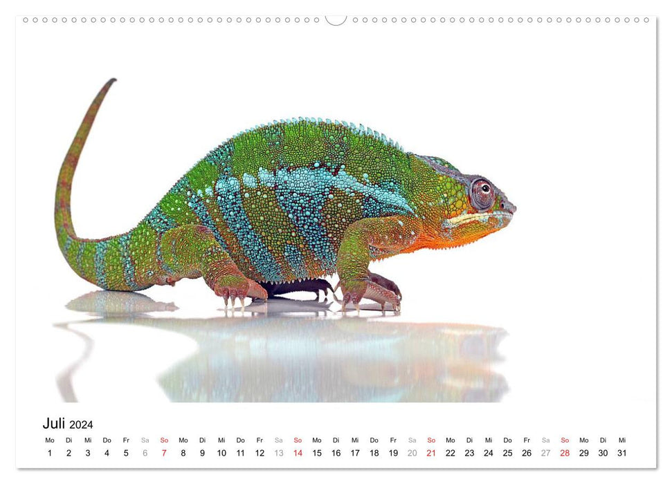 Der kleine Gecko und seine Freunde (CALVENDO Premium Wandkalender 2024)