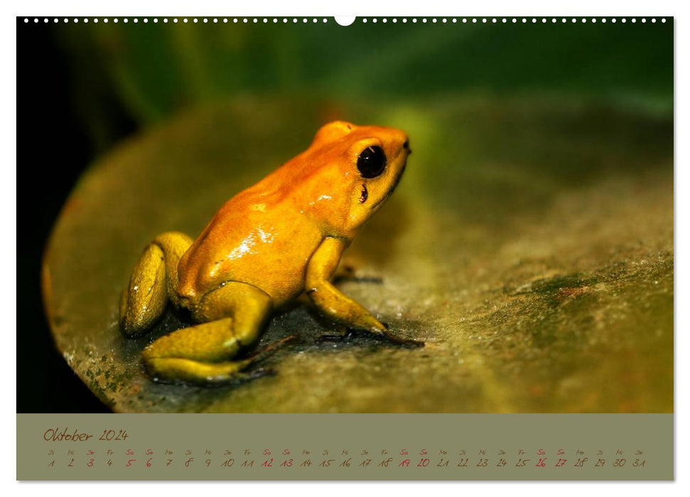 Amphibien (CALVENDO Wandkalender 2024)