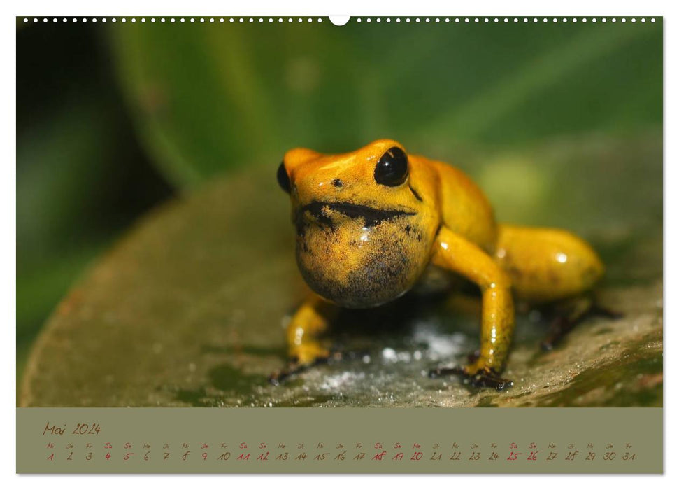 Amphibien (CALVENDO Wandkalender 2024)