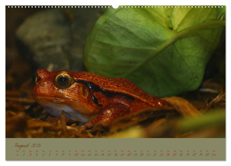 Amphibien (CALVENDO Wandkalender 2024)