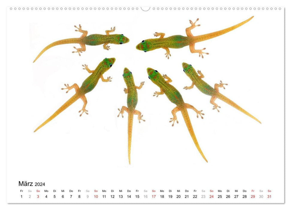 Der kleine Gecko und seine Freunde (CALVENDO Wandkalender 2024)