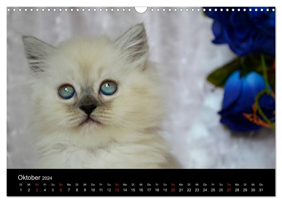 Colourpoint Katzen (CALVENDO Wandkalender 2024)