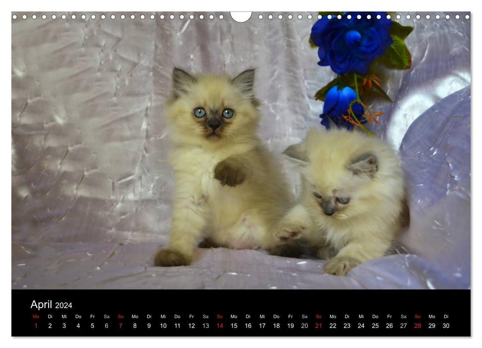Colourpoint Katzen (CALVENDO Wandkalender 2024)