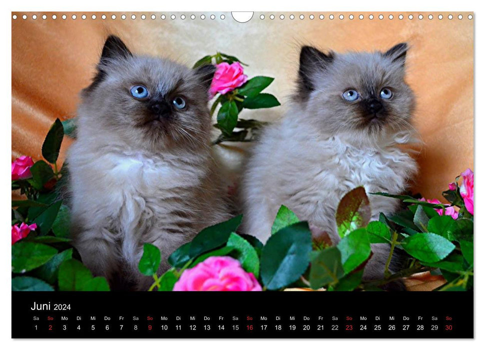 Colourpoint Katzen (CALVENDO Wandkalender 2024)