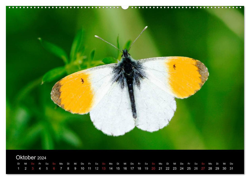 Schmetterlinge (CALVENDO Premium Wandkalender 2024)