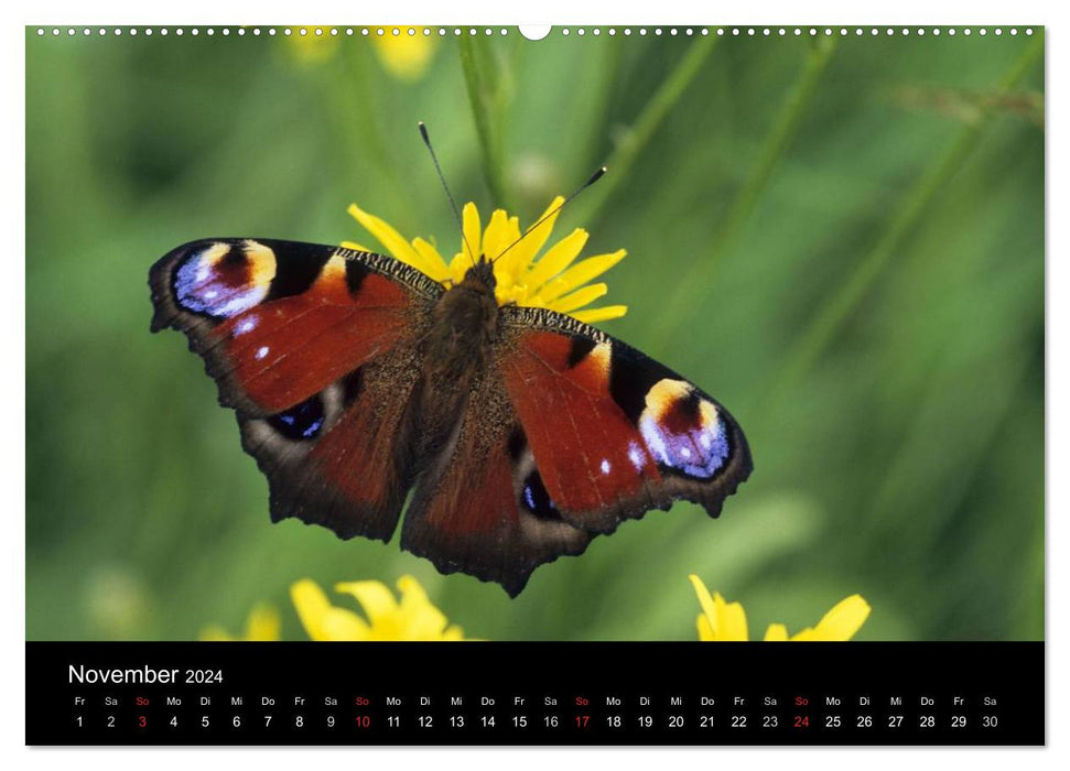 Schmetterlinge (CALVENDO Premium Wandkalender 2024)