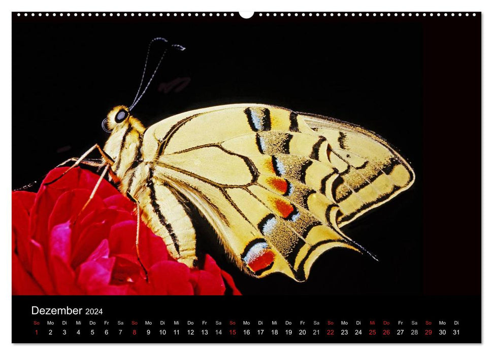 Schmetterlinge (CALVENDO Premium Wandkalender 2024)