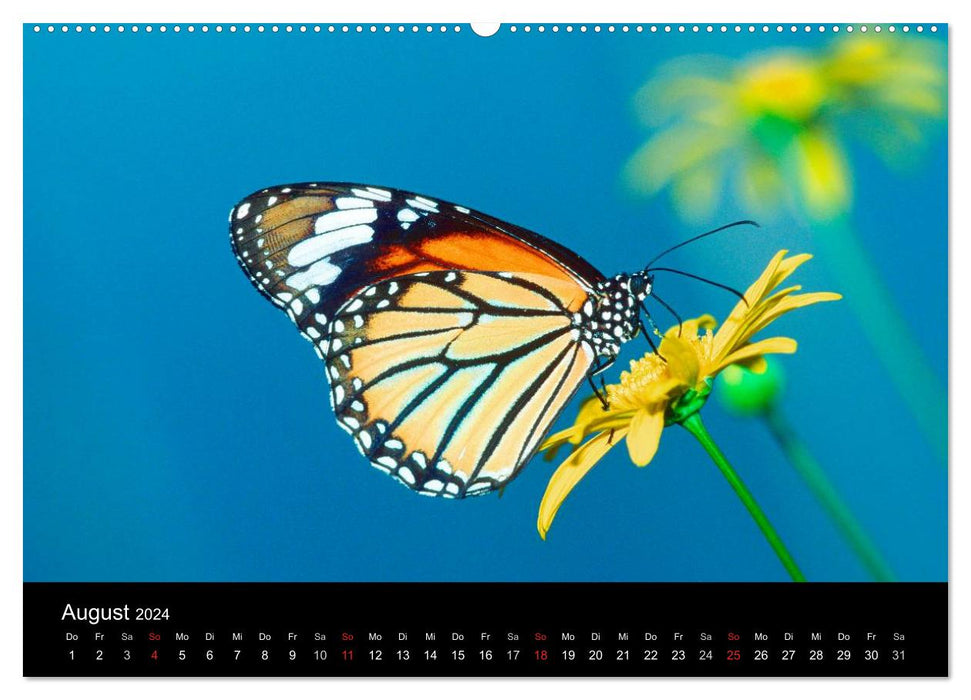 Schmetterlinge (CALVENDO Premium Wandkalender 2024)