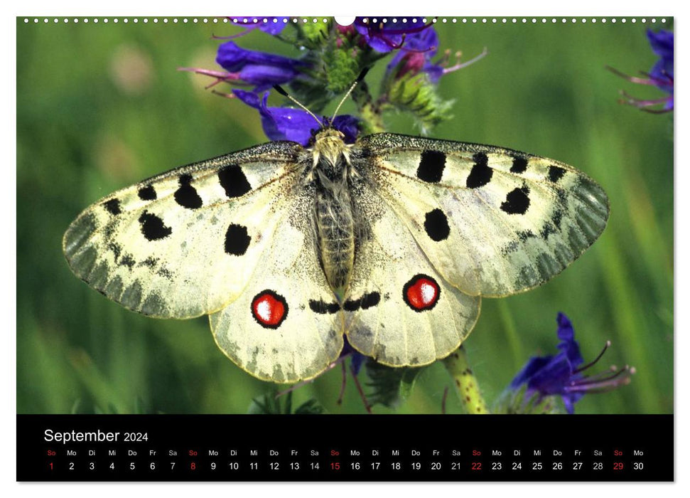 Schmetterlinge (CALVENDO Premium Wandkalender 2024)