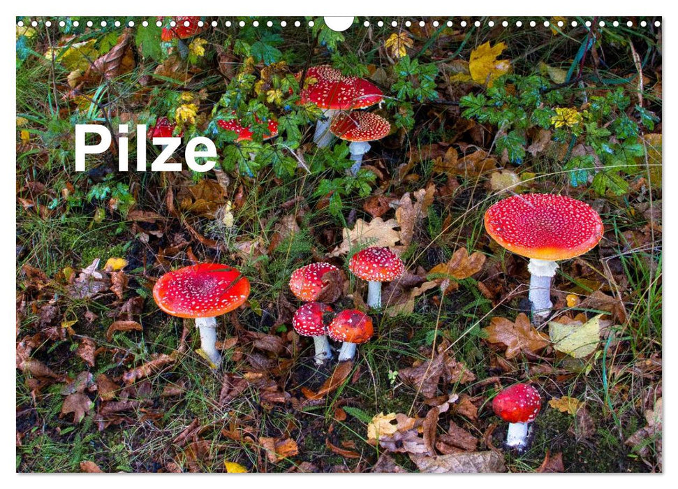Pilze (CALVENDO Wandkalender 2024)