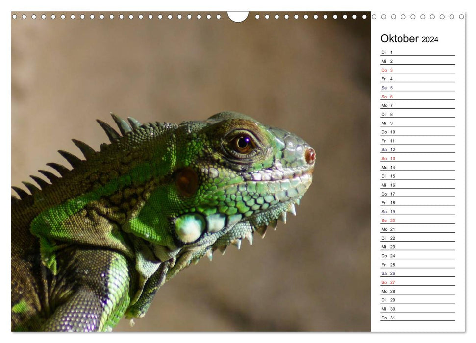 Faszinierende Tierportraits (CALVENDO Wandkalender 2024)