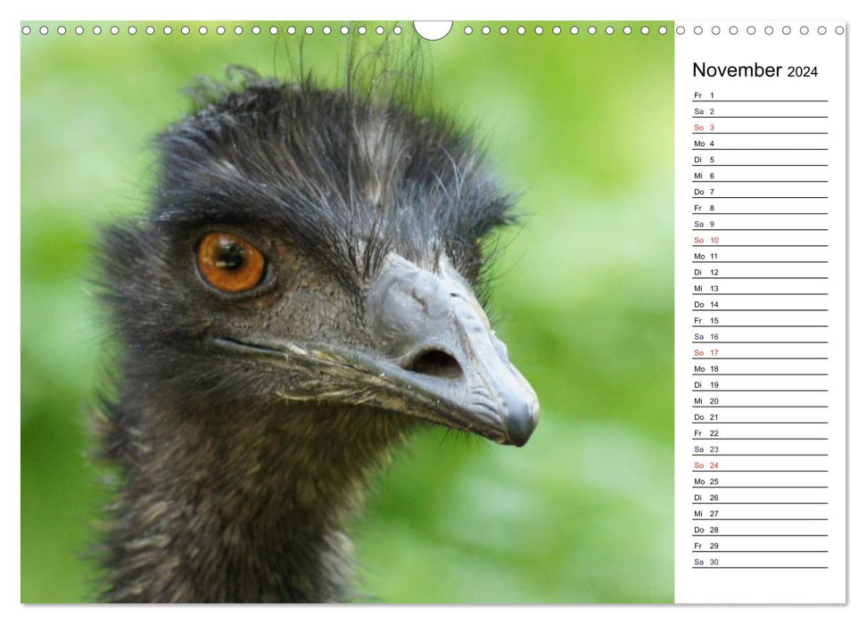 Faszinierende Tierportraits (CALVENDO Wandkalender 2024)