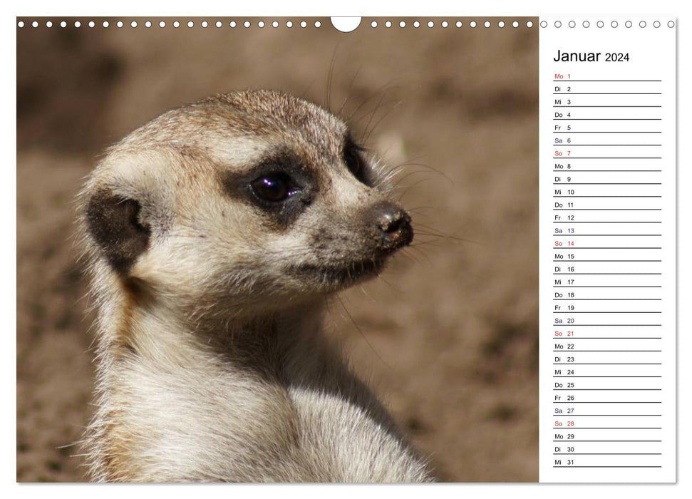 Fascinating animal portraits (CALVENDO wall calendar 2024) 