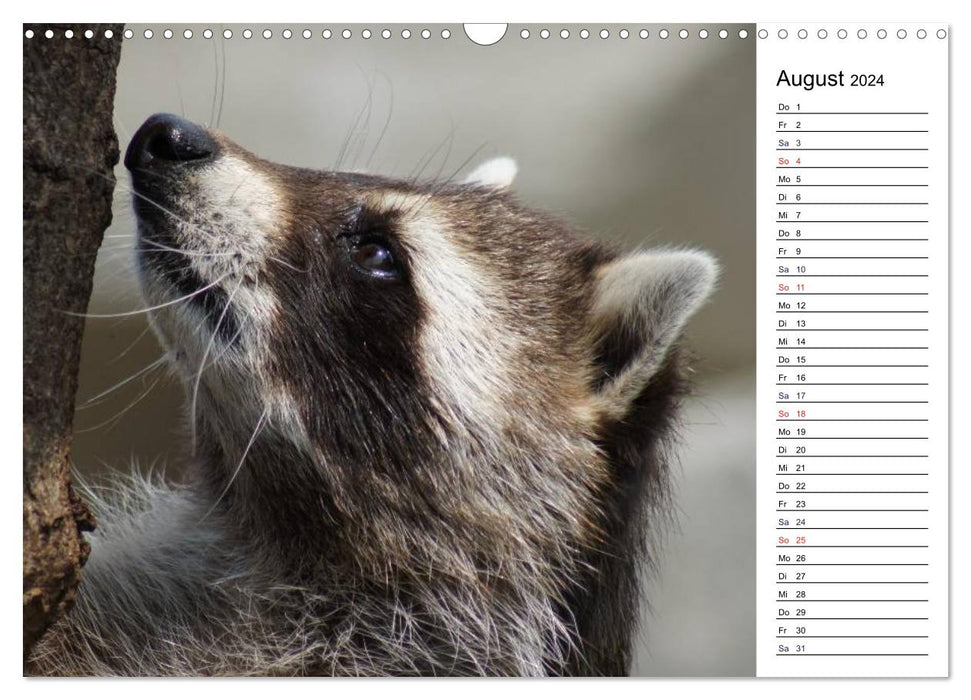 Fascinating animal portraits (CALVENDO wall calendar 2024) 